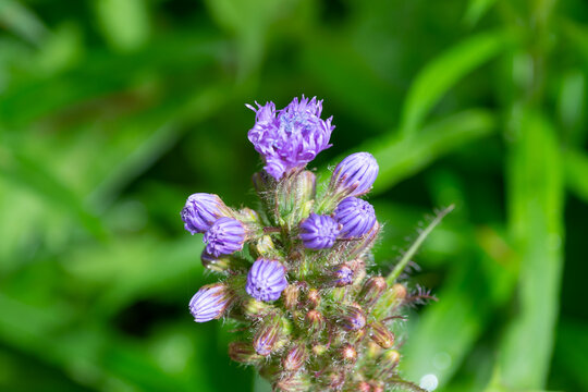 Buds of purple Cicerbita alpina flowers, close-up. alpine sow-thistle, alpine blue-sow-thistle.