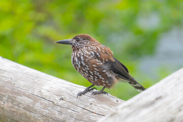 The spotted nutcracker, Eurasian nutcracker, simply nutcracker, Nucifraga caryocatactes. Birds in...