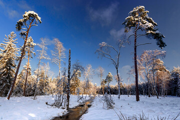 Zimowy poranek © Robert