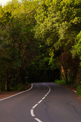 Anaga. Tenerife. In some places in Tenerife the forest is so dense that the tree fronds act as a canopy over the road