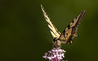 A butterfly landing atop lilac flowers 
