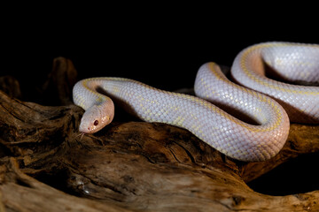 Albino Schlange 