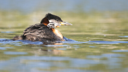 A red necked grebe tucked into its parent's neck