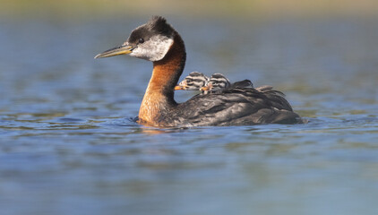 Two grebe chicks on the back of their parent