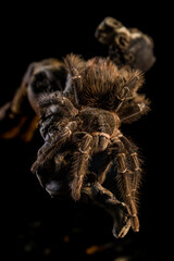 Vogelspinne 