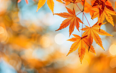 Vibrant autumn leaves in warm tones captured against a soft bokeh background, highlighting the beauty of fall foliage.