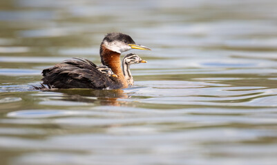 A red necked grebe with its chicks