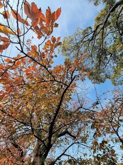 紅葉と秋の空