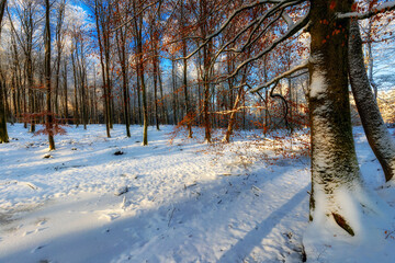 Zimowy las © Robert