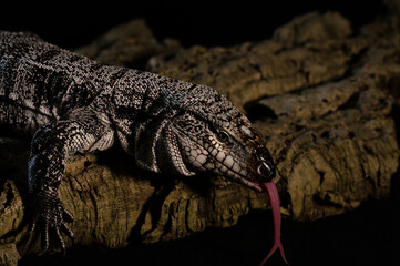 Leguan 