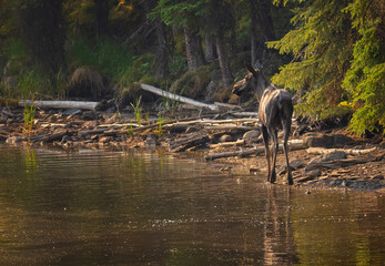 A young moose along a lakeshore 