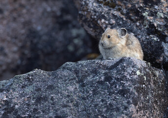 A pika tucked into the rocks