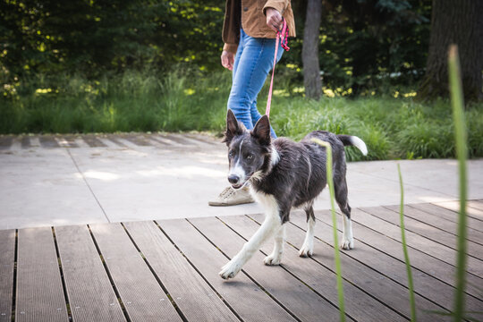 Adorable young dog walks on leash with owner in the town. Border collie puppy training and socialization in the city centre park. 