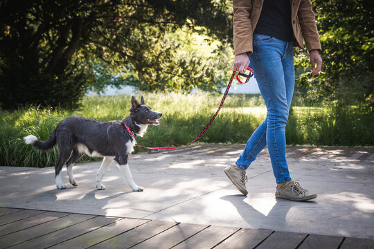 Adorable young dog walks on leash with owner in the town. Border collie puppy training and socialization in the city centre park. 