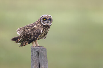 A short-eared owl prepares to take off from a fencepost