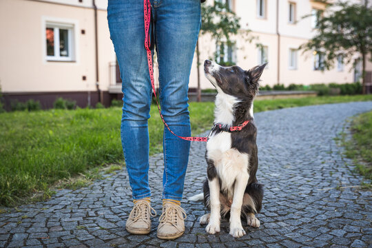 Adorable young dog walks on leash with owner in the town. Border collie puppy training and socialization in the city centre park. 