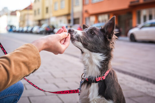 Border collie puppy sitting and waiting for a treat. Rewarding good dog in public. Young dog socialization in town. Training.