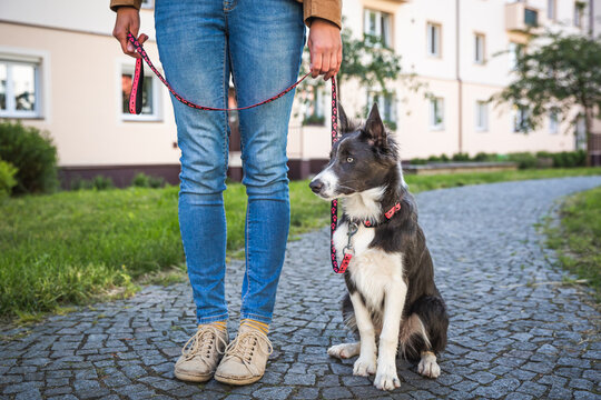 Adorable young dog walks on leash with owner in the town. Border collie puppy training and socialization in the city centre park. 