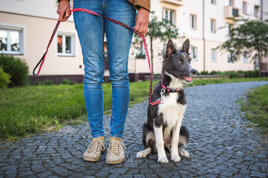 Adorable young dog walks on leash with owner in the town. Border collie puppy training and socialization in the city centre park. 