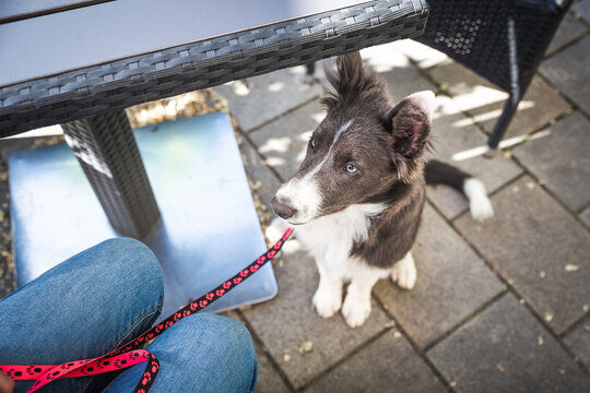 Young dog sits calm under a table in restaurant or caf&eacute;. Border collie puppy training in town.
