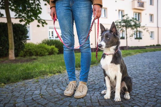 Adorable young dog walks on leash with owner in the town. Border collie puppy training and socialization in the city centre park. 
