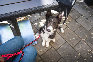 Young dog sits calm under a table in restaurant. Border collie puppy training in town.