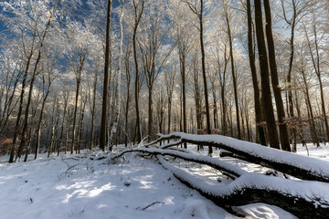 Zimowy poranek © Robert