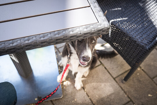 Young dog sits calm under a table in restaurant. Border collie puppy training in town.