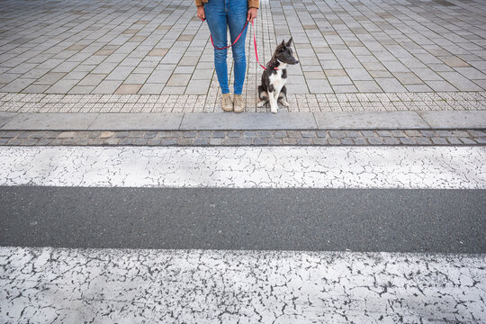 Young dog sits patiently before crossing the street with the owner. Border collie puppy training.
