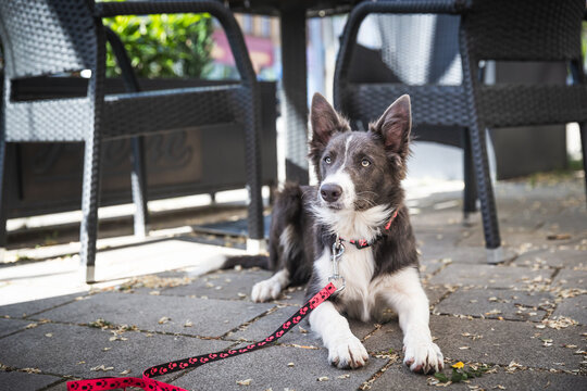 Young dog lays calm under a table in restaurant. Border collie puppy training in town.