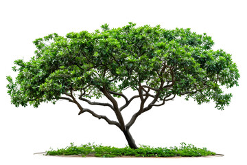 Green tree isolated on transparent background, design element