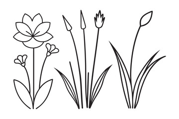 Minimalist Botanical Designs: Elegant Line Art Illustrations of Wetland 
Wildflowers – Water Lilies, Marsh Marigolds, and Cattails