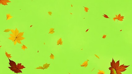 Falling autumn leaves 4K animation video with a green screen background. Orange leaves flutter down fall season. Use it for your project presentation, or to provide a beautiful relaxing environment. - Powered by Adobe