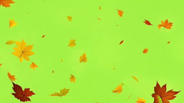 Falling autumn leaves 4K animation video with a green screen background. Orange leaves flutter down fall season. Use it for your project presentation, or to provide a beautiful relaxing environment.
