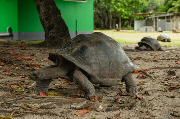 Riesenlandschildkröte 