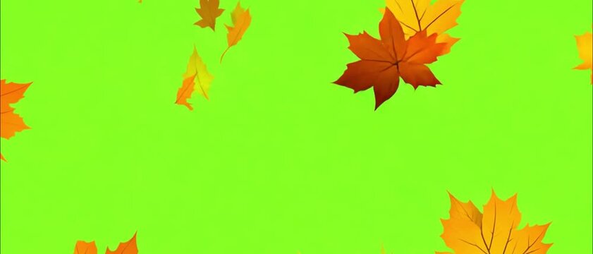 Falling autumn leaves 4K animation video with a green screen background. Orange leaves flutter down fall season. Use it for your project presentation, or to provide a beautiful relaxing environment.