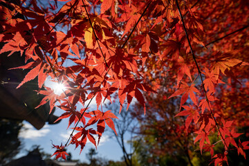 吉城園の紅葉