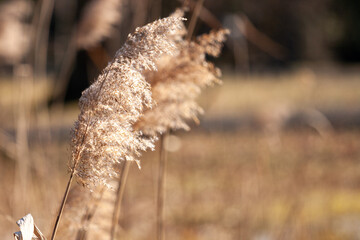 Reeds in the sunshine