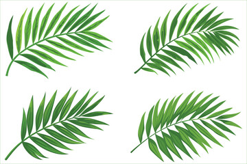 Fototapeta premium Tropical green palm leaves, Tropical palm green leaf decoration elements, Green leaf of palm tree on white background, Palm tree leaves, Vector illustration