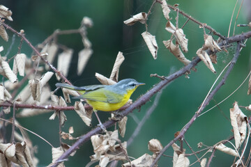 grey-hooded warbler or Phylloscopus xanthoschistos in Abbott Mount, Uttarakhand, India