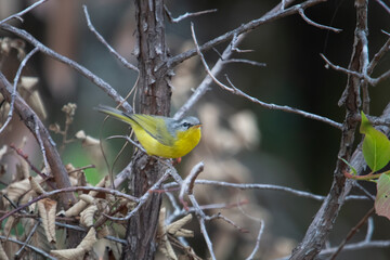 grey-hooded warbler or Phylloscopus xanthoschistos in Abbott Mount, Uttarakhand, India
