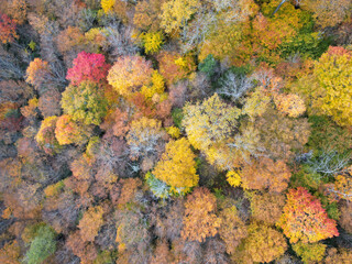 Top Down Aerial view of Autumn Fall Foliage! Fall leaves in Asheville, North Carolina. Vibrant trees in the forest.