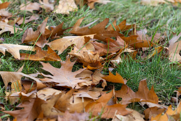 Autumn leaves on grass