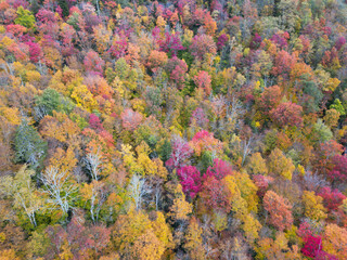 Top Down Aerial view of Autumn Fall Foliage! Fall leaves in Asheville, North Carolina. Vibrant trees in the forest.
