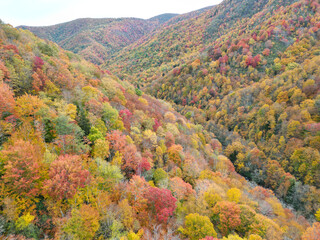 Aerial View of Autumn Fall trees in the valley. Drone view of vibrant colors in Asheville, North Carolina.