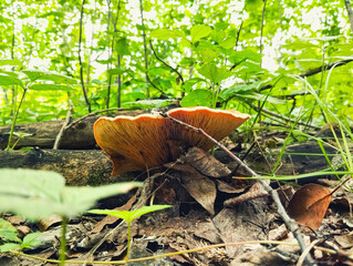 lamellar mushroom in the forest, bottom view