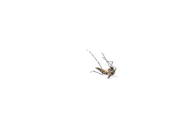 Aedes Mosquito isolated on white background
