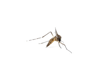 Aedes Mosquito isolated on white background