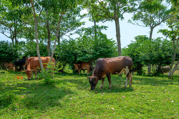 cows grazing in a field