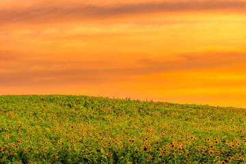 Obraz premium 해바라기